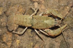 Cambarus tenebrosus