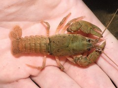 Cambarus tenebrosus