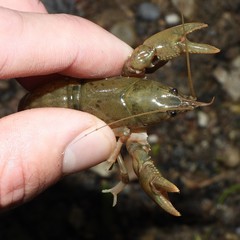 Cambarus tenebrosus