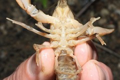 Cambarus tenebrosus