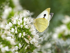 Pieris cheiranthi