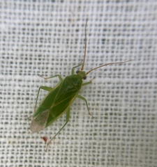 Orthotylus marginalis