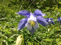 Aquilegia alpina