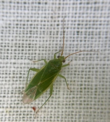 Orthotylus marginalis