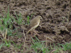 Anthus leucophrys goodsoni