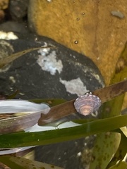 Calliostoma tricolor