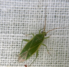 Orthotylus marginalis