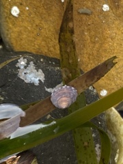 Calliostoma tricolor