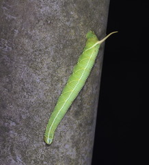 Cypoides chinensis