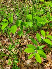 Uvularia sessilifolia