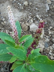 Phytolacca octandra