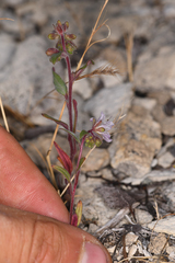 Phacelia purpusii
