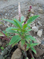 Phytolacca octandra