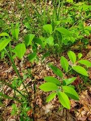 Uvularia sessilifolia
