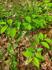 Uvularia sessilifolia