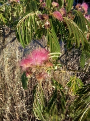 Albizia julibrissin