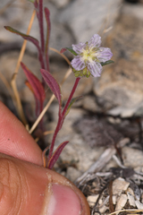 Phacelia purpusii