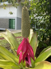 Aechmea mariae-reginae