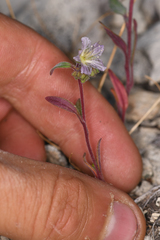 Phacelia purpusii