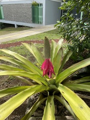 Aechmea mariae-reginae