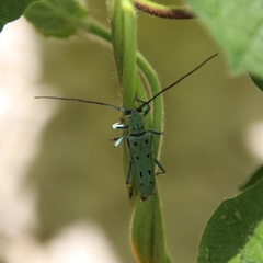 Saperda octopunctata