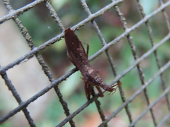 Nyllius australicus