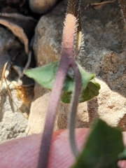 Ipomoea lindheimeri