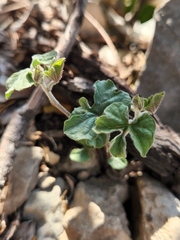 Ipomoea lindheimeri