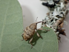 Curculio venosus