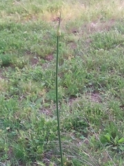 Allium canadense ecristatum