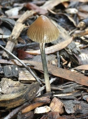 Psilocybe tasmaniana