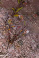 Phacelia purpusii