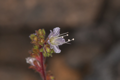 Phacelia purpusii