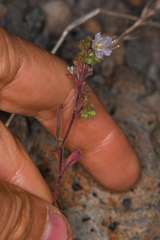 Phacelia purpusii