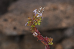 Phacelia purpusii