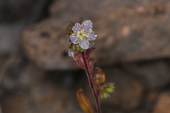 Phacelia purpusii