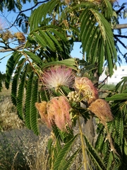 Albizia julibrissin