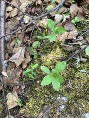 Lysimachia europaea
