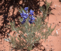 Sophora stenophylla