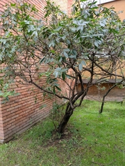 Senna multiglandulosa