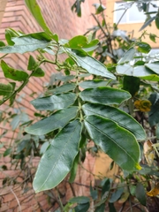 Senna multiglandulosa