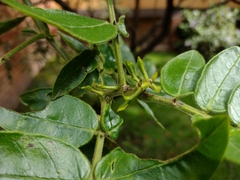 Senna multiglandulosa