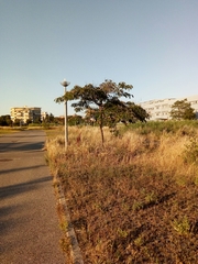 Albizia julibrissin