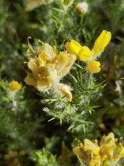 Genista hispanica hispanica