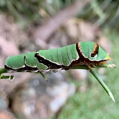 Papilio ambrax