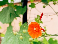 Ipomoea hederifolia