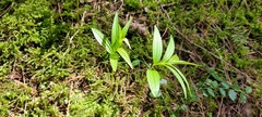 Maianthemum racemosum