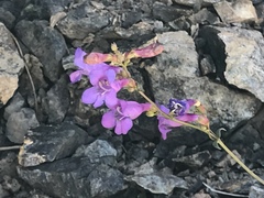 Penstemon parvulus