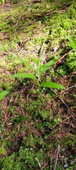 Maianthemum racemosum