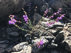 Penstemon parvulus